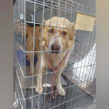SIMBA, Hund, Mischlingshund in Schorndorf - Bild 10