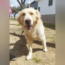 SIMBA, Hund, Mischlingshund in Schorndorf - Bild 11