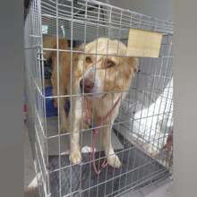 SIMBA, Hund, Mischlingshund in Schorndorf - Bild 12