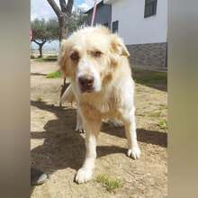 SIMBA, Hund, Mischlingshund in Schorndorf - Bild 13