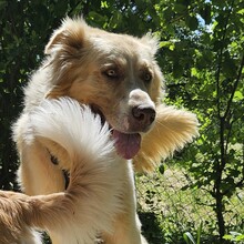 SIMBA, Hund, Mischlingshund in Schorndorf - Bild 2