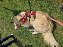 SIMBA, Hund, Mischlingshund in Schorndorf - Bild 3