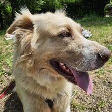 SIMBA, Hund, Mischlingshund in Schorndorf - Bild 4