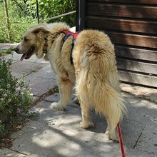 SIMBA, Hund, Mischlingshund in Schorndorf - Bild 5