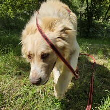 SIMBA, Hund, Mischlingshund in Schorndorf - Bild 6