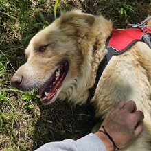 SIMBA, Hund, Mischlingshund in Schorndorf - Bild 7