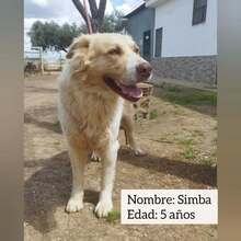 SIMBA, Hund, Mischlingshund in Schorndorf - Bild 8