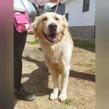 SIMBA, Hund, Mischlingshund in Schorndorf - Bild 9
