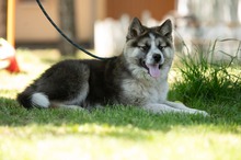 MEDVEBOCS, Hund, Mischlingshund in Ungarn - Bild 17