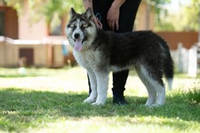 MEDVEBOCS, Hund, Mischlingshund in Ungarn - Bild 18