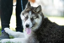 MEDVEBOCS, Hund, Mischlingshund in Ungarn - Bild 19