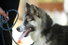 MEDVEBOCS, Hund, Mischlingshund in Ungarn - Bild 20