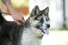MEDVEBOCS, Hund, Mischlingshund in Ungarn - Bild 21