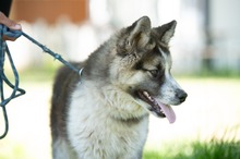 MEDVEBOCS, Hund, Mischlingshund in Ungarn - Bild 22