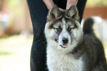 MEDVEBOCS, Hund, Mischlingshund in Ungarn - Bild 23