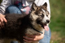 MEDVEBOCS, Hund, Mischlingshund in Ungarn - Bild 24