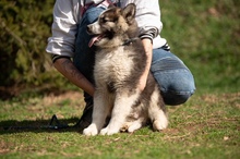 MEDVEBOCS, Hund, Mischlingshund in Ungarn - Bild 25