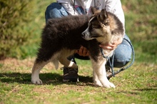 MEDVEBOCS, Hund, Mischlingshund in Ungarn - Bild 27