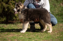MEDVEBOCS, Hund, Mischlingshund in Ungarn - Bild 28