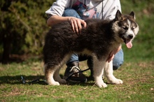 MEDVEBOCS, Hund, Mischlingshund in Ungarn - Bild 29