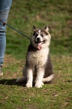 MEDVEBOCS, Hund, Mischlingshund in Ungarn - Bild 31