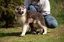 MEDVEBOCS, Hund, Mischlingshund in Ungarn - Bild 33