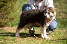 MEDVEBOCS, Hund, Mischlingshund in Ungarn - Bild 34