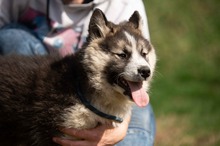 MEDVEBOCS, Hund, Mischlingshund in Ungarn - Bild 35