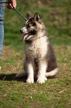 MEDVEBOCS, Hund, Mischlingshund in Ungarn - Bild 37