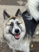 MEDVEBOCS, Hund, Mischlingshund in Marsberg