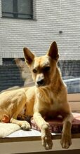 GUINDILLA, Hund, Podenco-Mix in Oberhausen