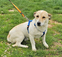 JACK, Hund, Dackel-Mix in Barver - Bild 1