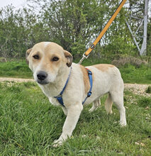 JACK, Hund, Dackel-Mix in Barver - Bild 2