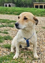 JACK, Hund, Dackel-Mix in Barver - Bild 3