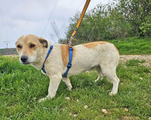 JACK, Hund, Dackel-Mix in Barver - Bild 4