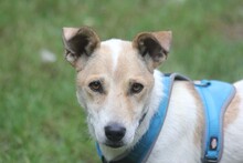 JACK, Hund, Jack Russell Terrier-Mix in Lehrte