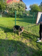 SARA, Hund, Deutscher Schäferhund in Polen - Bild 7