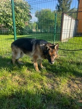 SARA, Hund, Deutscher Schäferhund in Polen - Bild 8