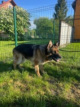 SARA, Hund, Deutscher Schäferhund in Polen - Bild 9