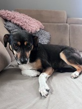 MIMI, Hund, Mischlingshund in Groß-Umstadt