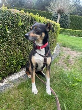 MIMI, Hund, Mischlingshund in Groß-Umstadt - Bild 10