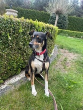 MIMI, Hund, Mischlingshund in Groß-Umstadt - Bild 11