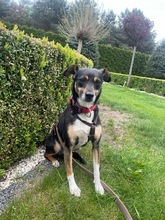 MIMI, Hund, Mischlingshund in Groß-Umstadt - Bild 12