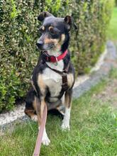 MIMI, Hund, Mischlingshund in Groß-Umstadt - Bild 13
