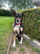 MIMI, Hund, Mischlingshund in Groß-Umstadt - Bild 14