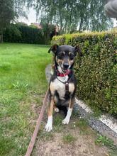 MIMI, Hund, Mischlingshund in Groß-Umstadt - Bild 15