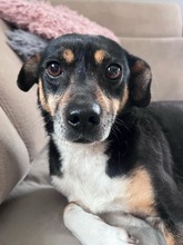 MIMI, Hund, Mischlingshund in Groß-Umstadt - Bild 2
