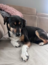 MIMI, Hund, Mischlingshund in Groß-Umstadt - Bild 3
