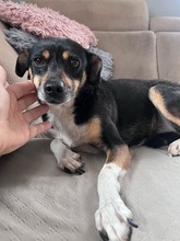 MIMI, Hund, Mischlingshund in Groß-Umstadt - Bild 4