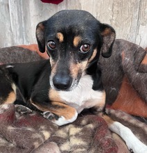 MIMI, Hund, Mischlingshund in Groß-Umstadt - Bild 5